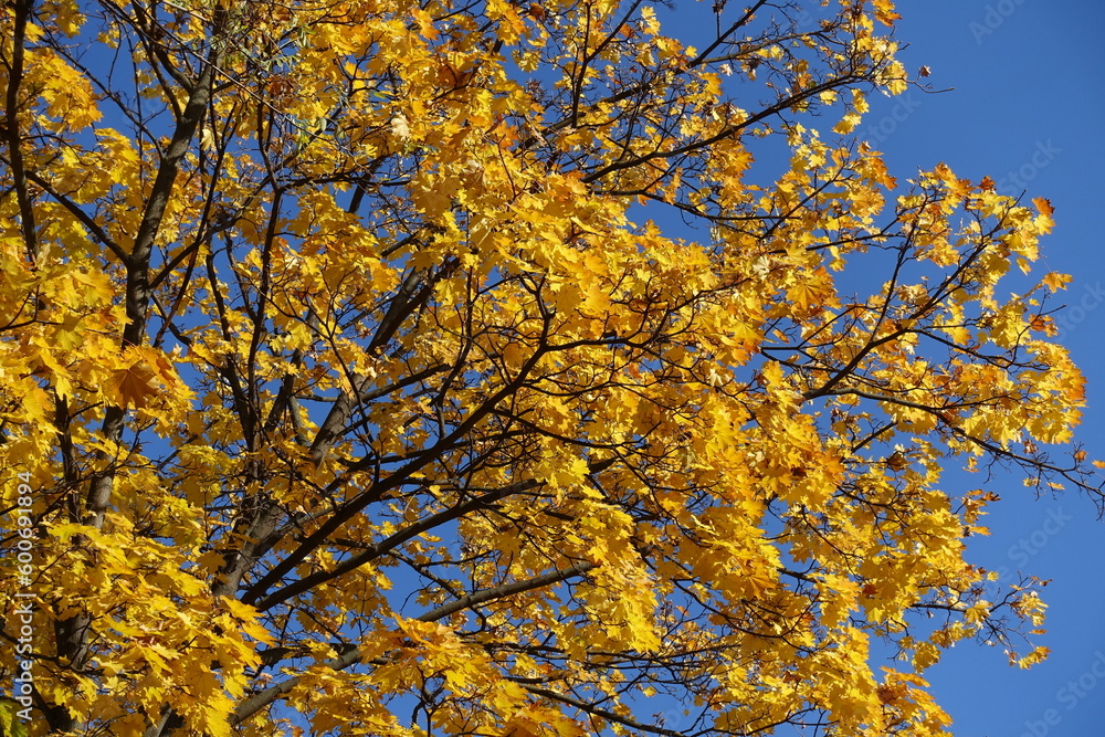 Deep blue sky and branches of maple with autumnal foliage in November Deep blue sky and branches of maple with autumnal foliage in November