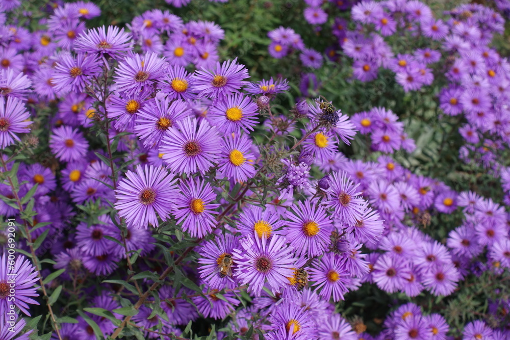 Three insects pollinating purple flowers of Symphyotrichum novae-angliae in October Three insects pollinating purple flowers of Symphyotrichum novae-angliae in October