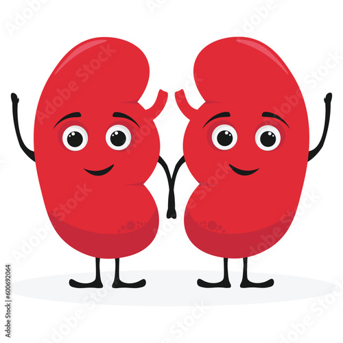 Cute cartoon smiling healthy mascot kidney character. Human genitourinary system internal organ anatomy flat vector  illustration