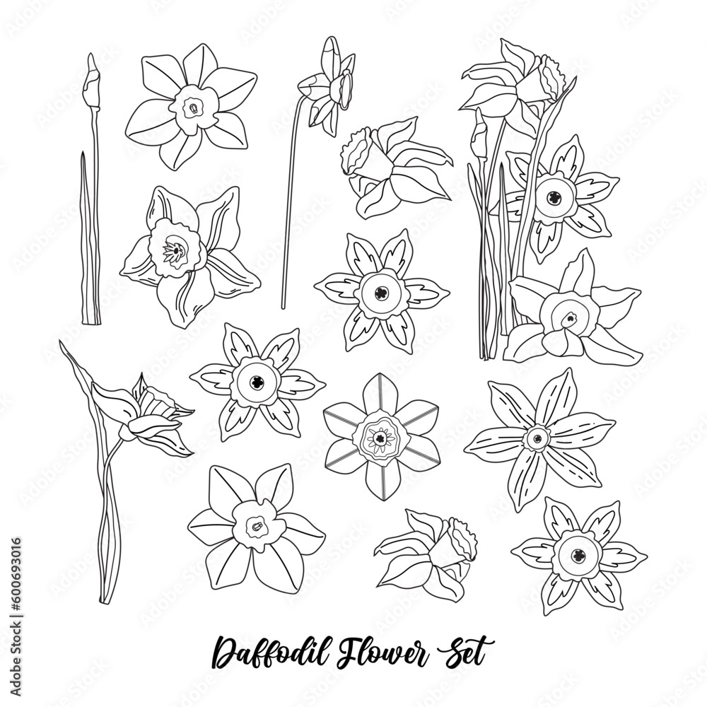 Set of line narcissus vector. Daffodils Black and white flowers and leaves isolated on background. Botanical contour collection illustration