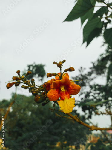 Vibrant Orange Flower Blooming on Tree Branch in Natural Setting photo