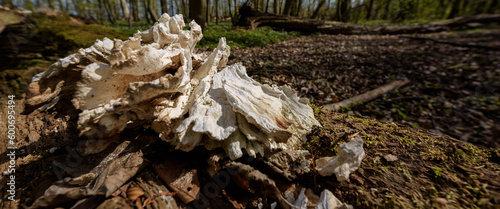 SEASONS IN THE PARK - Dried old polypore on a stump