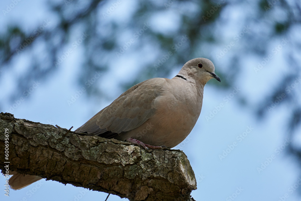 Eurasian collared dove perched on a tree branch in a natural outdoor setting Eurasian collared dove perched on a tree branch in a natural outdoor setting