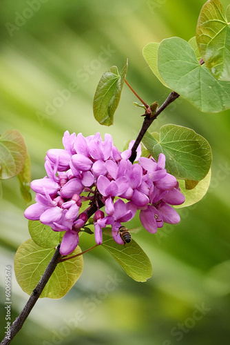 Close-up image of a flourishing branch of Judas tree photo