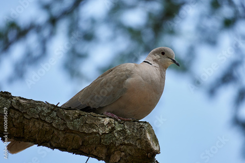 Eurasian collared dove perched on a tree branch in a natural outdoor setting