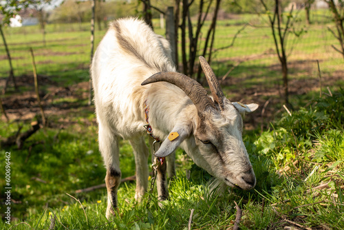 Horned goat on a leash eats grass close-up.