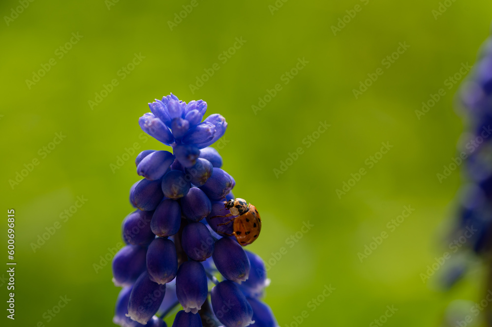 Ladybug on a hyacinth in green nature Ladybug on a hyacinth in green nature