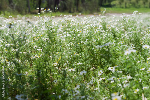 Wild chamomile growing on meadow close-up in selective focus