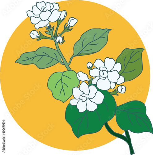 Illustration of jasmine flower with leaves on circle color background.