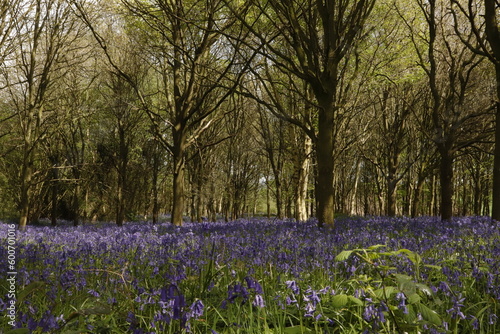 Wallpaper Mural English Bluebells in the Springtime woodlands of England carpet the ground Torontodigital.ca