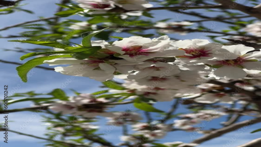 Sun shining through flowers on blossoming tree. Vertical video Sun shining through flowers on blossoming tree. Vertical video