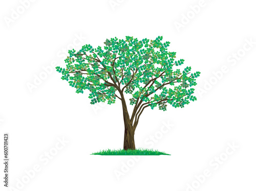 green maple tree vector illustration