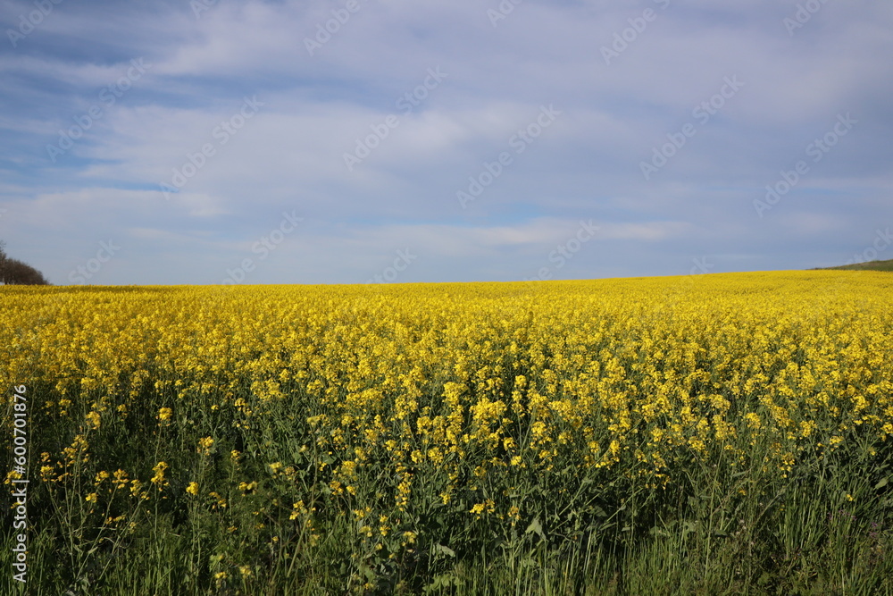 field of yellow rape colza and blue sky