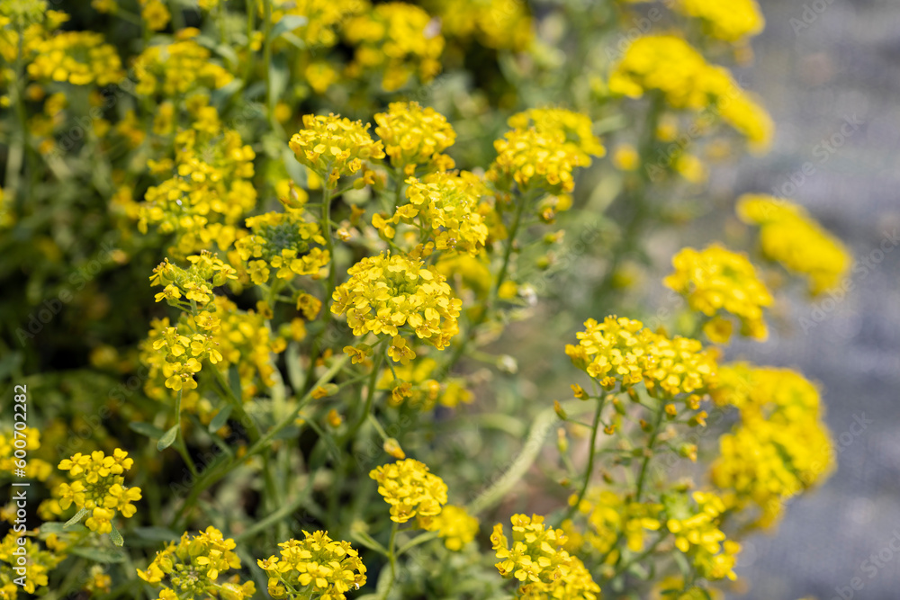 Alyssum montanum flowers. This plant is native to central Europe and produces tiny, yellow, fragrant flowers. This cultivar is the Alyssum montanum “Luna”.