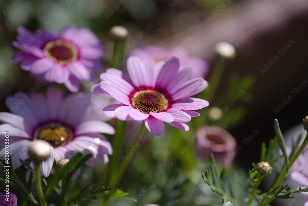 Obraz premium 小花