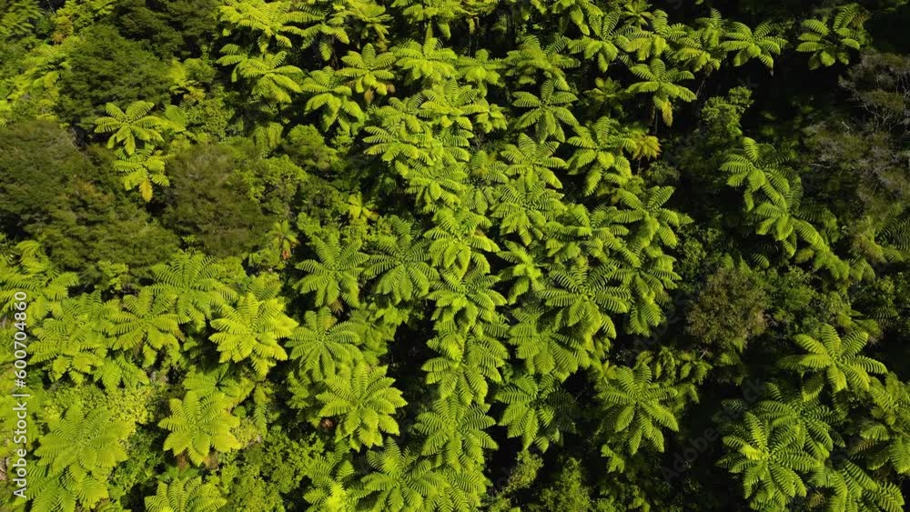 Top down aerial orbit view over lush green fern trees, tropical jungle on sunset Top down aerial orbit view over lush green fern trees, tropical jungle on sunset