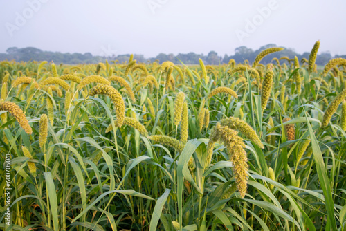 Raw Ripe millet crops in the field