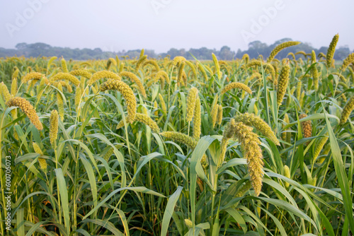 Wallpaper Mural Raw Ripe millet crops in the field Torontodigital.ca