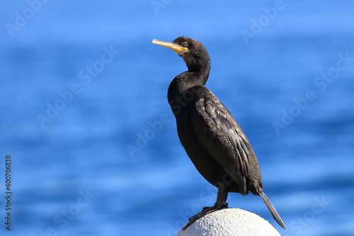 European shag on the position