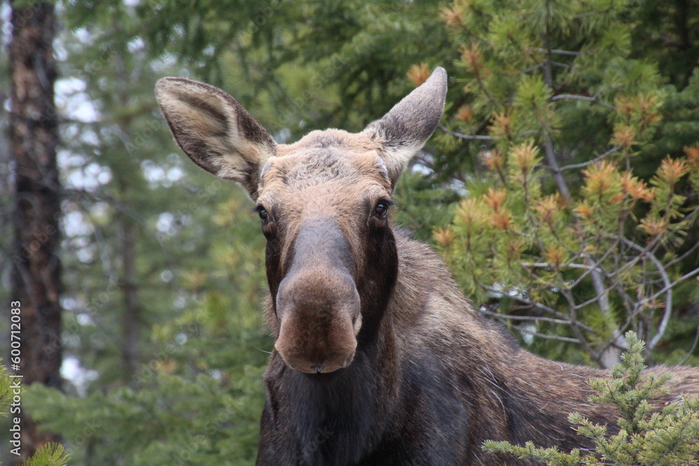 moose in the forest