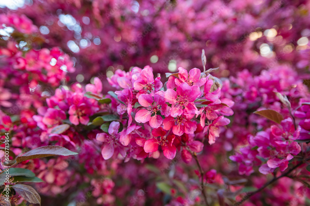 Closeup of paradise apple tree bloom Closeup of paradise apple tree bloom