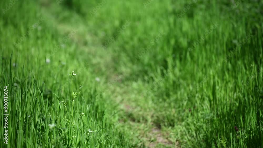 Small dirt road grass background spring Small dirt road grass background spring