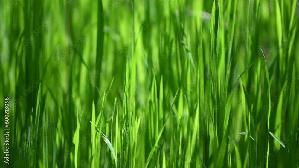 Backlit grass background spring in the Europe Backlit grass background spring in the Europe
