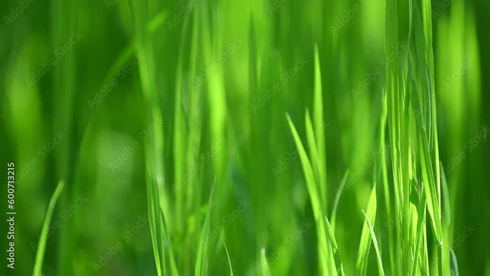 Close-up grass and sunlight abstract background spring backlit Close-up grass and sunlight abstract background spring backlit