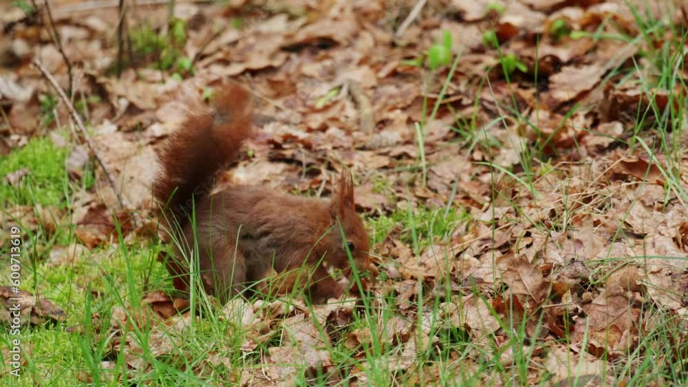 Cute red squirrel foraging between fallen leaves on forest floor. Close-up Cute red squirrel foraging between fallen leaves on forest floor. Close-up