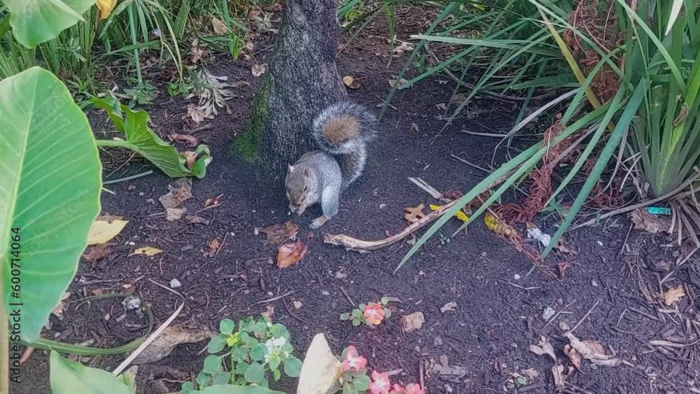A squirrel at the bottom of a tree, eating a nut. The squirrel is cute and playful, and the scene is peaceful and serene. The perfect video clip for nature lovers, and animal lovers. A squirrel at the bottom of a tree, eating a nut. The squirrel is cute and playful, and the scene is peaceful and serene. The perfect video clip for nature lovers, and animal lovers.