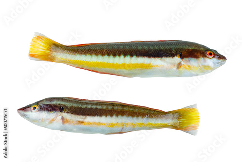 Cuadro en lienzo Two Rainbow Wrasse from Mediterranean isolated on white.Top view