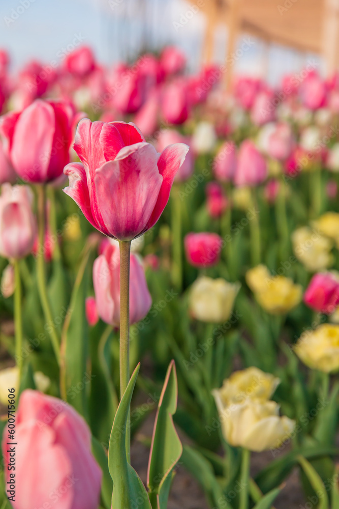 A field of colorful tulips in the garden