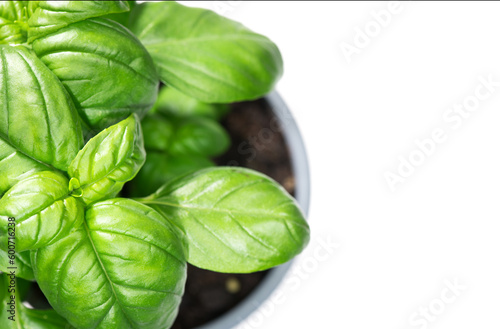 Basil plant growing in a pot, leaves isolated on white background. Green basil, fresh flavoring. Nature healthy food over white background, close-up. Vegetarian and healthy food concept. Top view