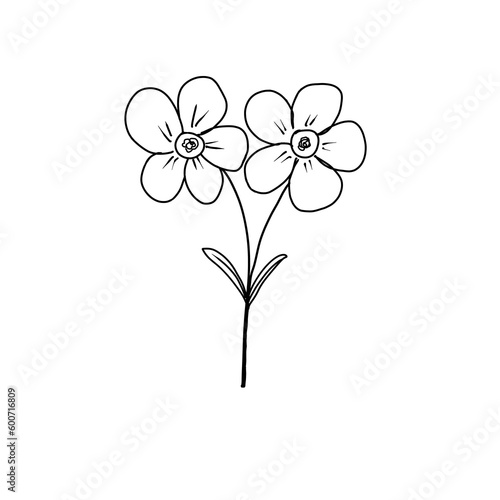 simple flower hand-drawn line art on png 