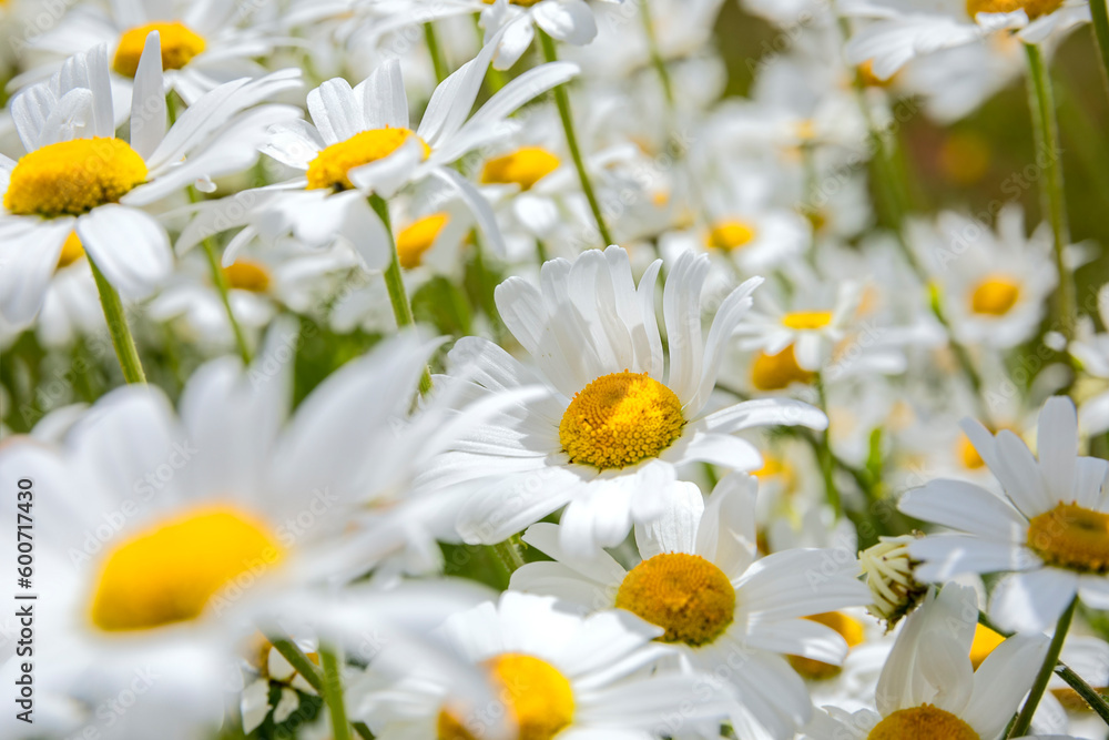 Obraz premium chamomile flowers in sunshine