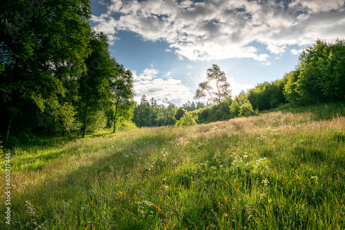 sunshine over forest meadow in summer