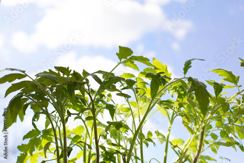 Gardening concept. Green sprouts of seedlings grown from seeds. Seedlings of tomatoes on blue sky background. Front view