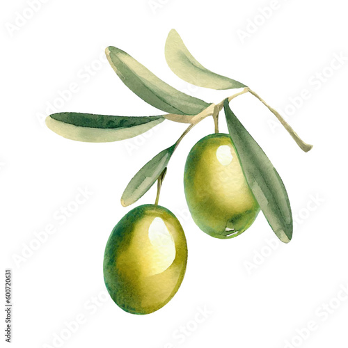Watercolor olive branch with green olives, vector illustration