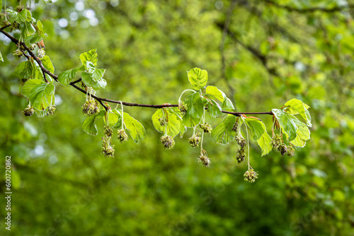 Blüten der Rotbuche (Fagus sylvatica) an einem Ast