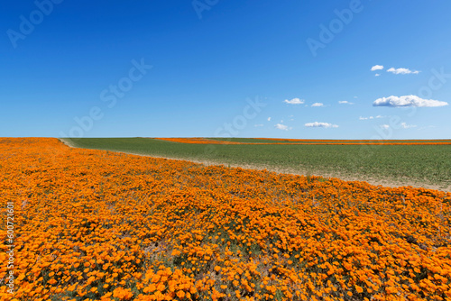 California poppy wildflower...