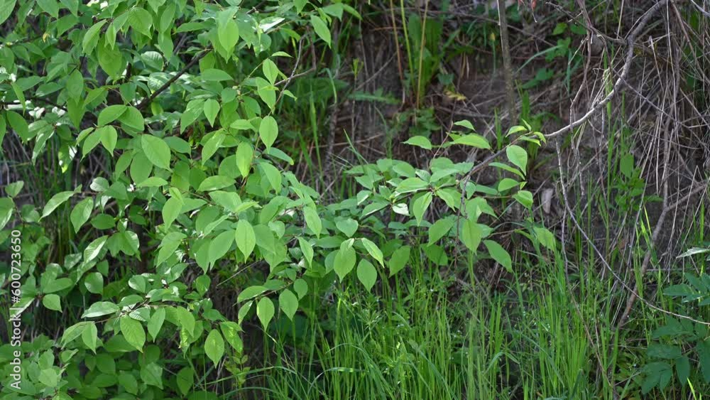 Sunbeams peaking through lush green leaves and grass. Sunbeams peaking through lush green leaves and grass.