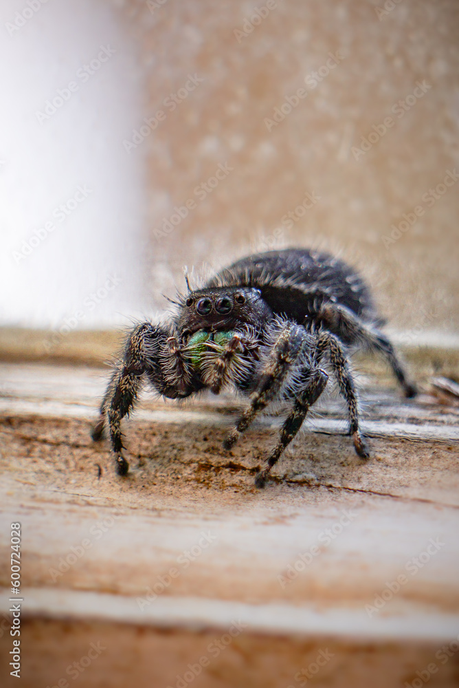 Macro Fuzzy Cute Bold Jumping Spider Sits on Windowsill Macro Fuzzy Cute Bold Jumping Spider Sits on Windowsill