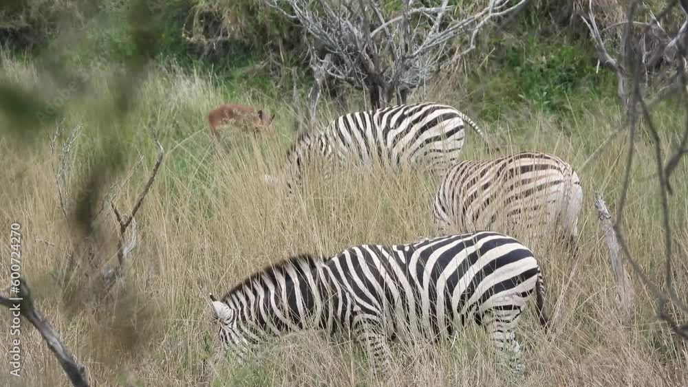 Wild African zebras herd graze in the Savannah, Kruger National Park Wild African zebras herd graze in the Savannah, Kruger National Park