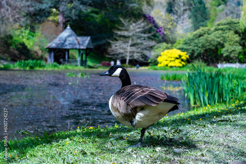 views around a gorgeous UK garden in spirng time photo