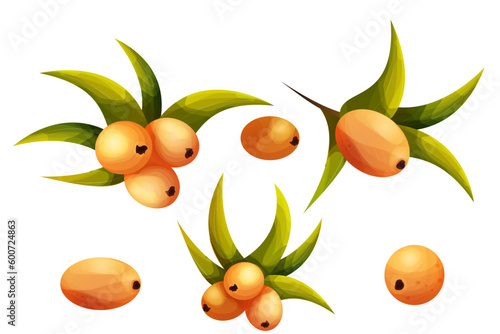 sea buckthorn with leaves in cartoon style, orange vitamine health berry on branch isolated on white background.