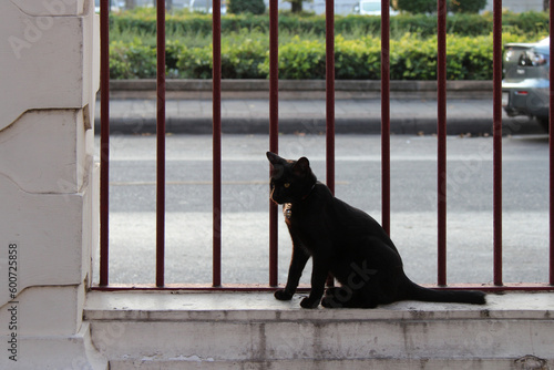 cat in a park in bangkok (thailand) 