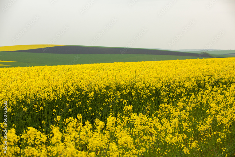 Rapeseed field with yellow. canola field in bloom in spring. Plant for green energy. Biofuel produced from rapeseed