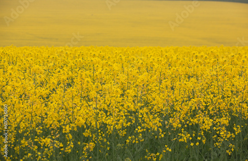 Rapeseed field with yellow. canola field in bloom in spring. Plant for green energy. Biofuel produced from rapeseed © romeof