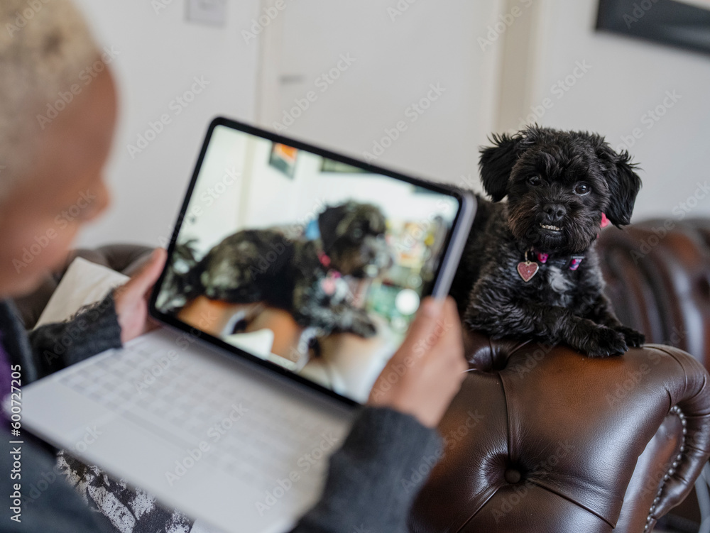 Woman filming Shih Tzu Poodle on digital tablet during video call with vet - obrazy, fototapety, plakaty 