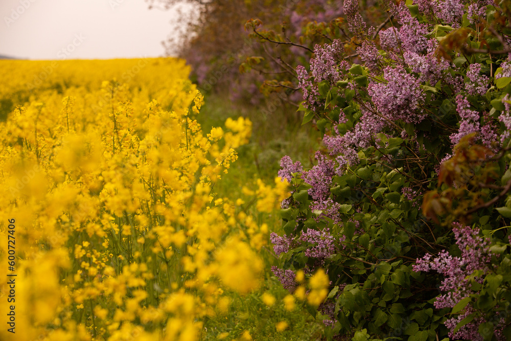 Rapeseed field with yellow. canola field in bloom in spring. Plant for green energy. Biofuel produced from rapeseed Rapeseed field with yellow. canola field in bloom in spring. Plant for green energy. Biofuel produced from rapeseed